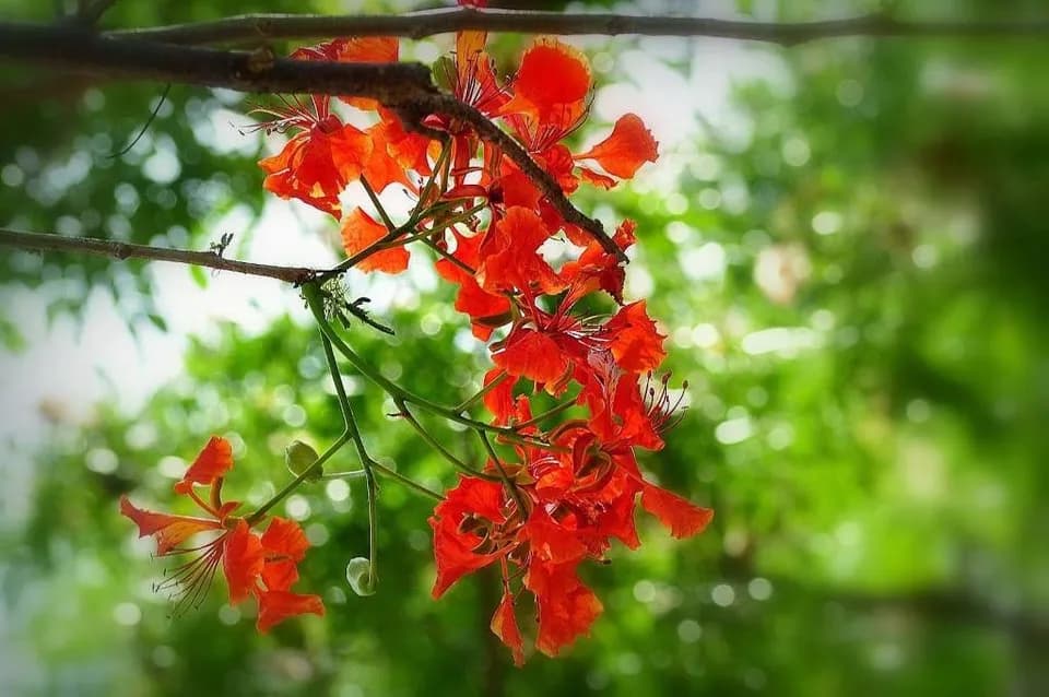 Cành phượng đỏ cận cảnh