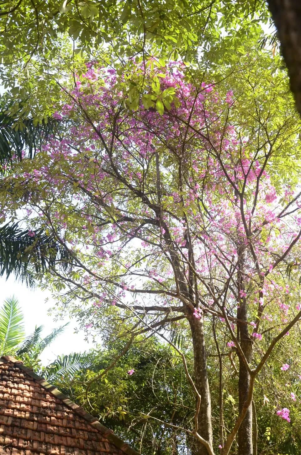 Cây hoa tím nở rộ trên nền trời, góc dưới là mái ngói