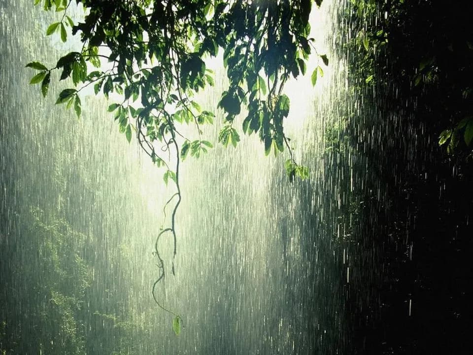 Mưa rơi trắng xóa qua tán lá rừng
